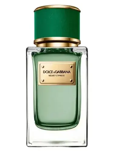 Velvet Cypress by Dolce Gabbana bottle