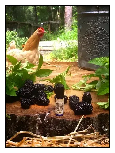 Blackburn Farmstead by Solstice Scents bottle