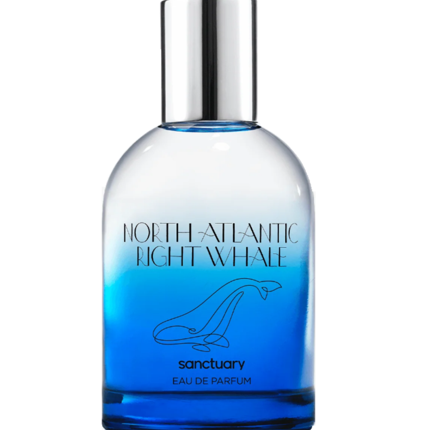 North Atlantic Right Whale by Sanctuary