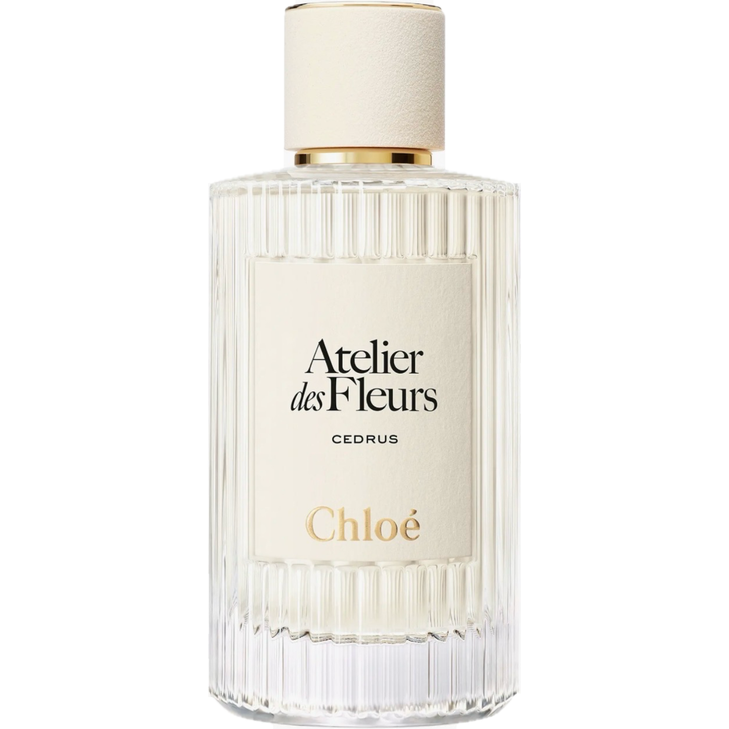 Cedrus by Chloé