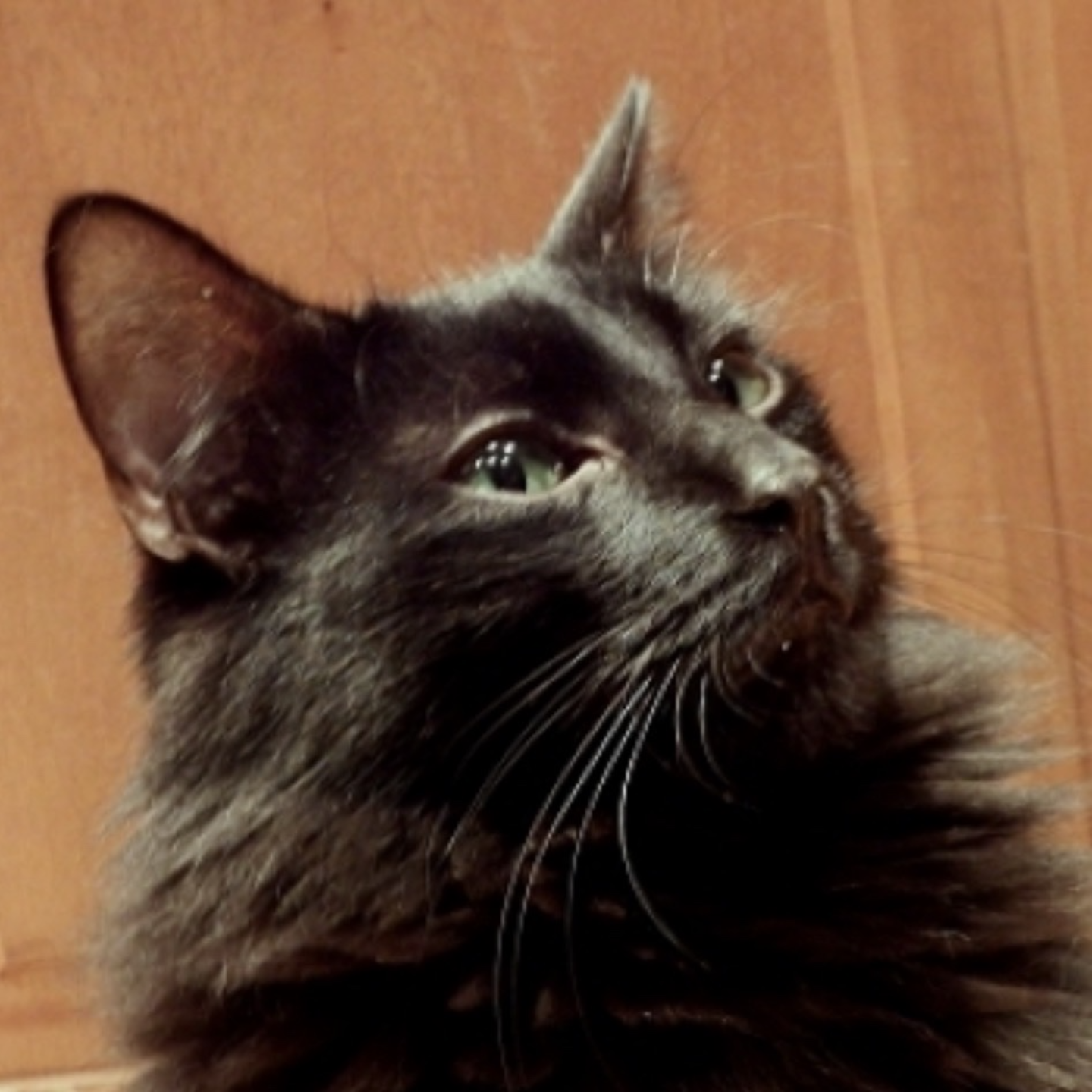 Maine Coon by Fyrinnae